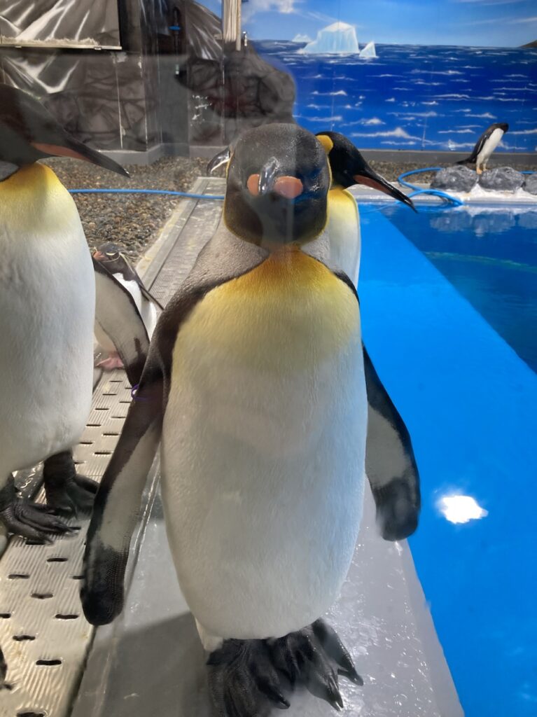 越前松島水族館のペンギン