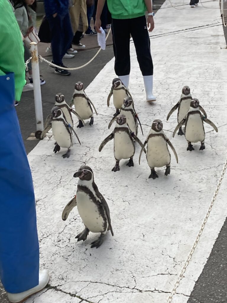 越前松島水族館のペンギン