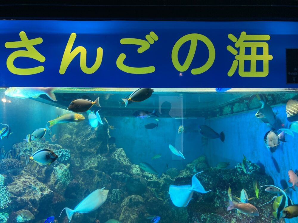 越前松島水族館　さんごの海