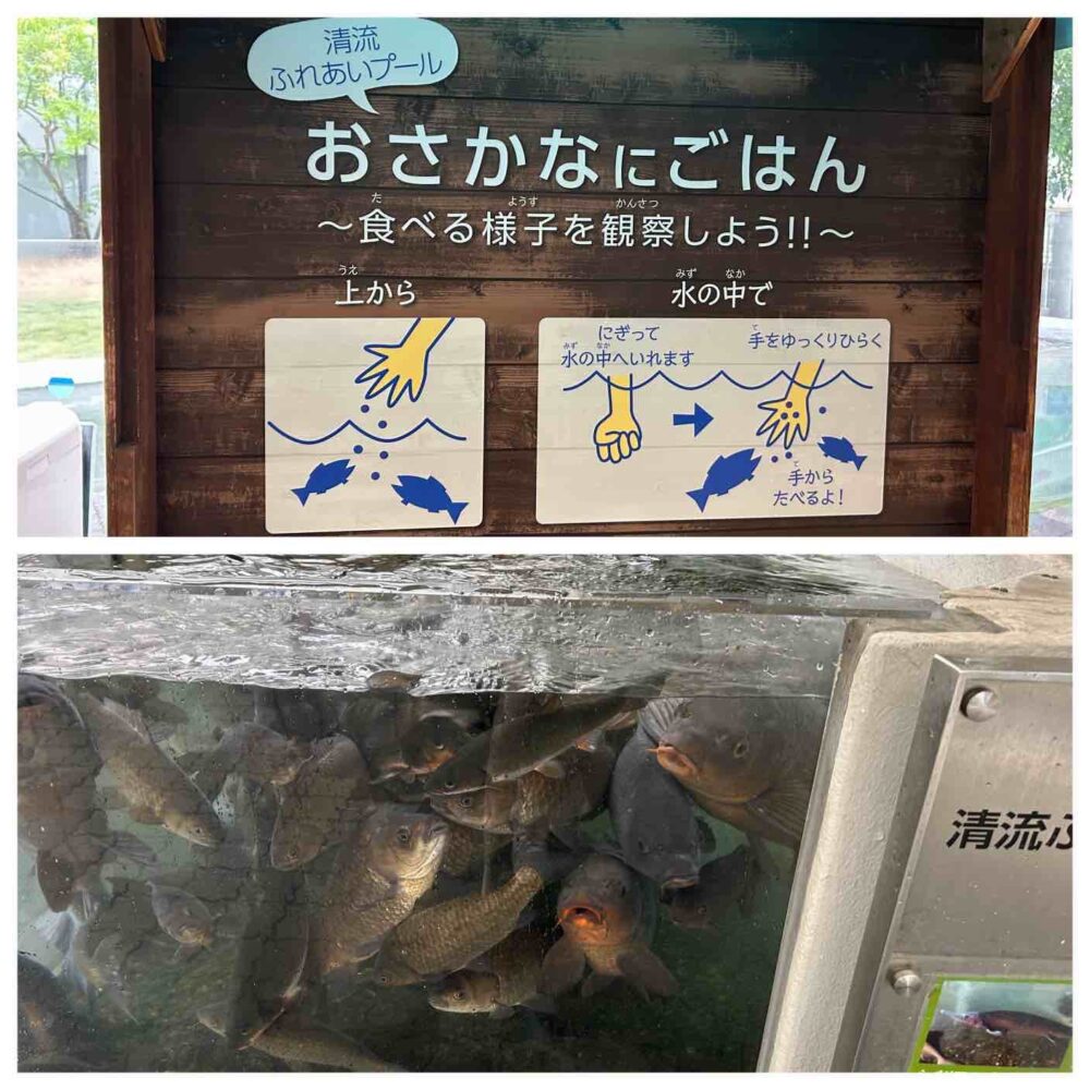 アクアトト えさやり