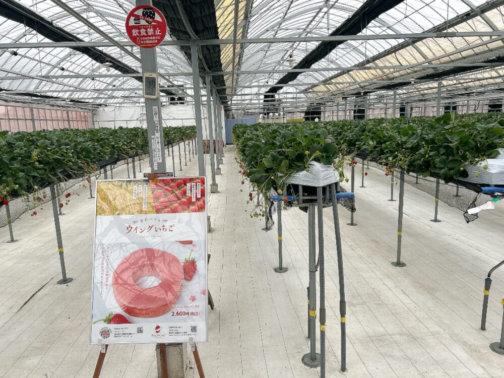 ウイングいちご（中電ウイングファーム）