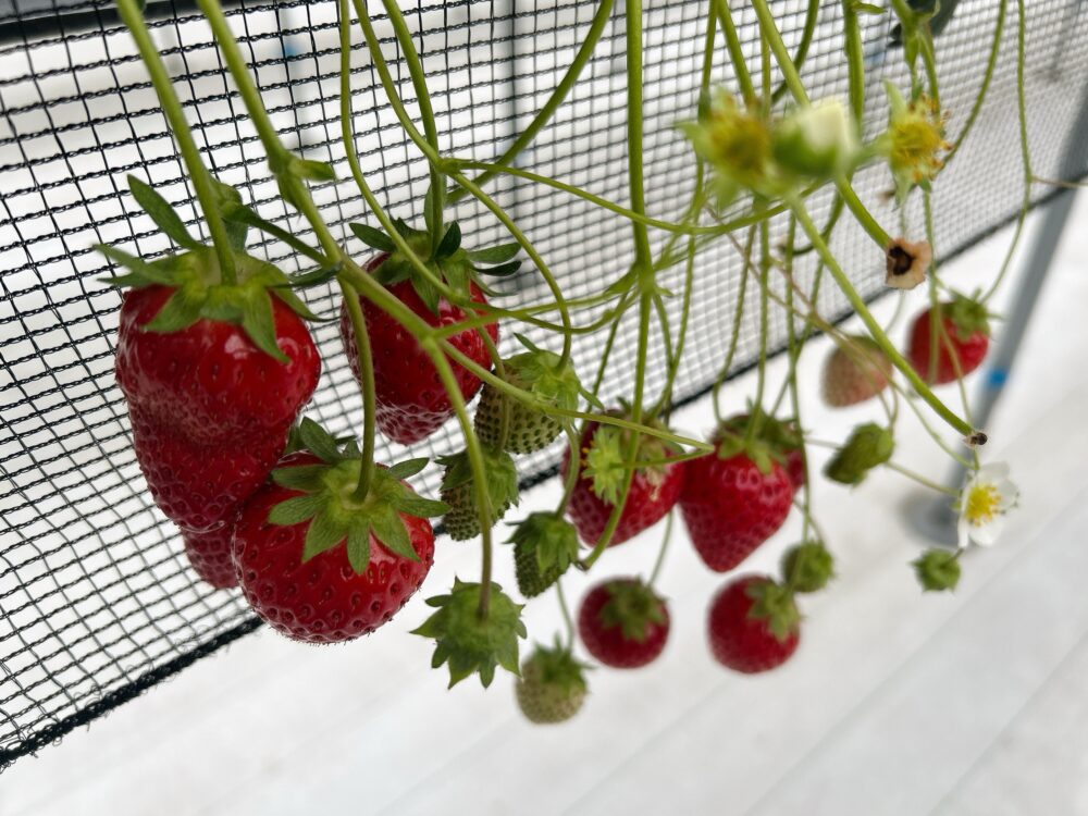 ウイングいちご（中電ウイングファーム）