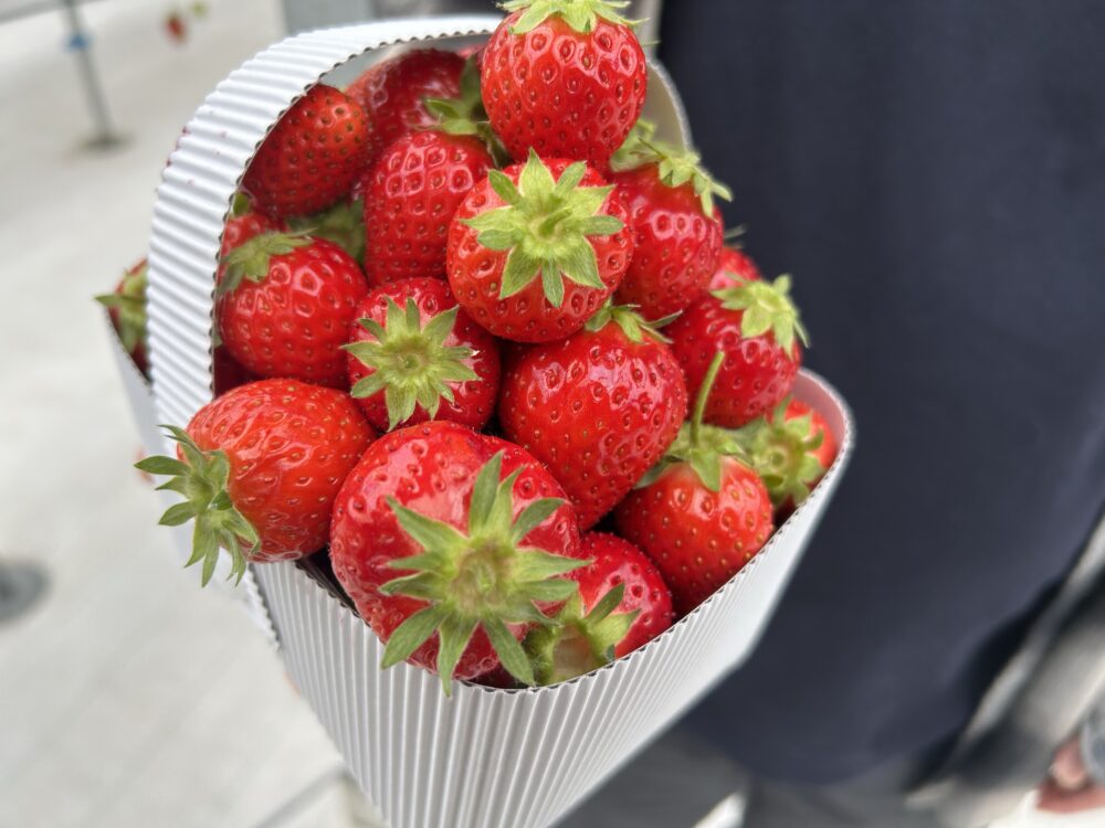 ウイングいちご（中電ウイングファーム）